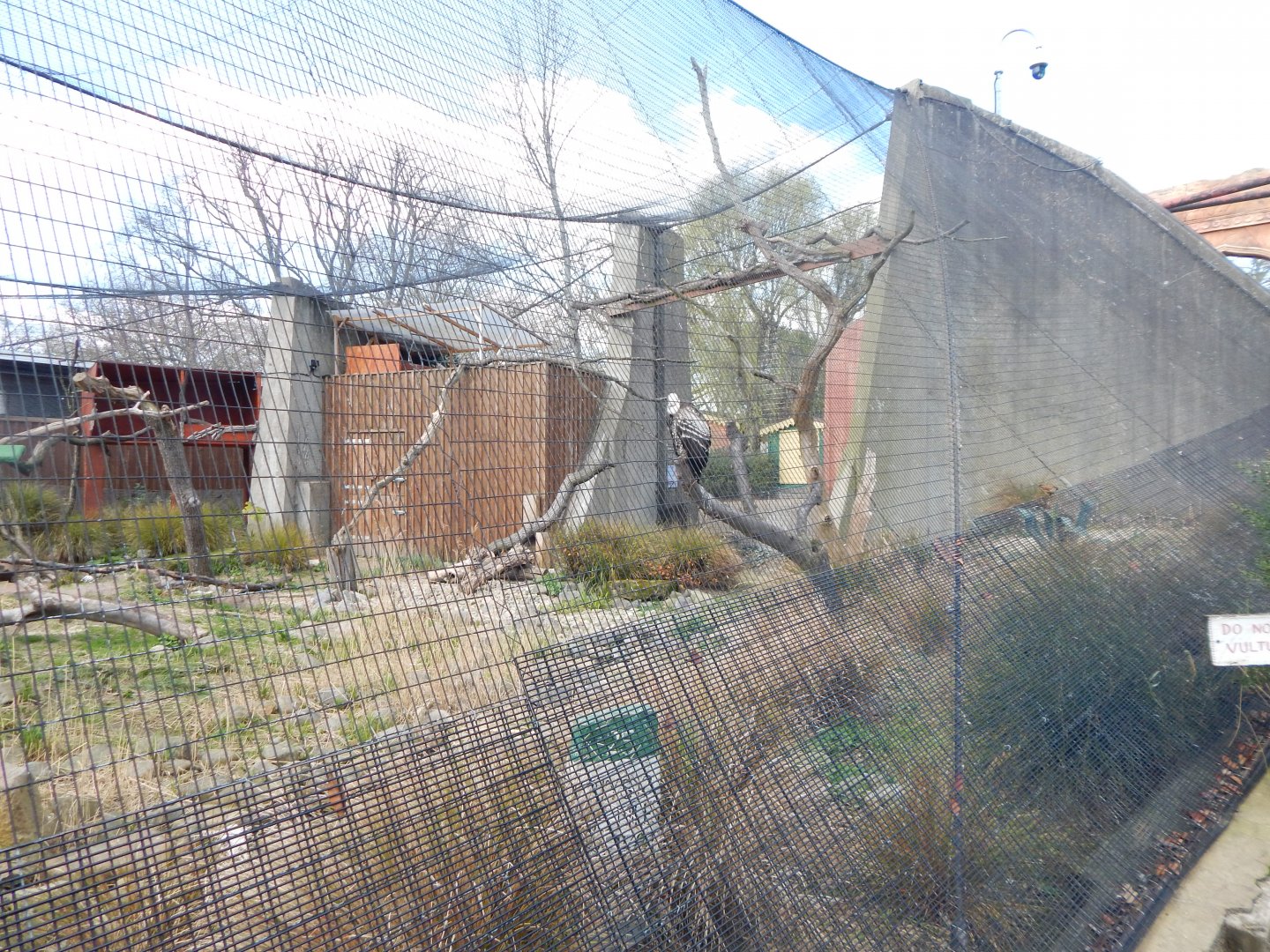 Land of the Lions - Rueppell's griffon vulture and Black kite exhibit 180322