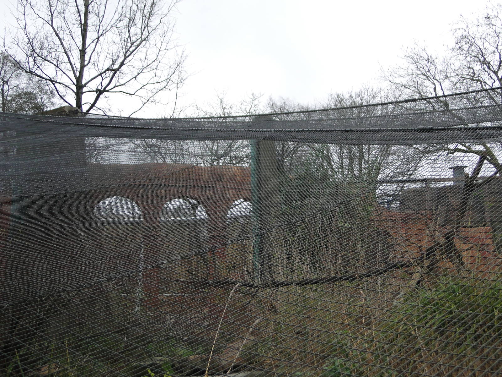 Land of the Lions Sunday 27th December 2015 - 3 of 25