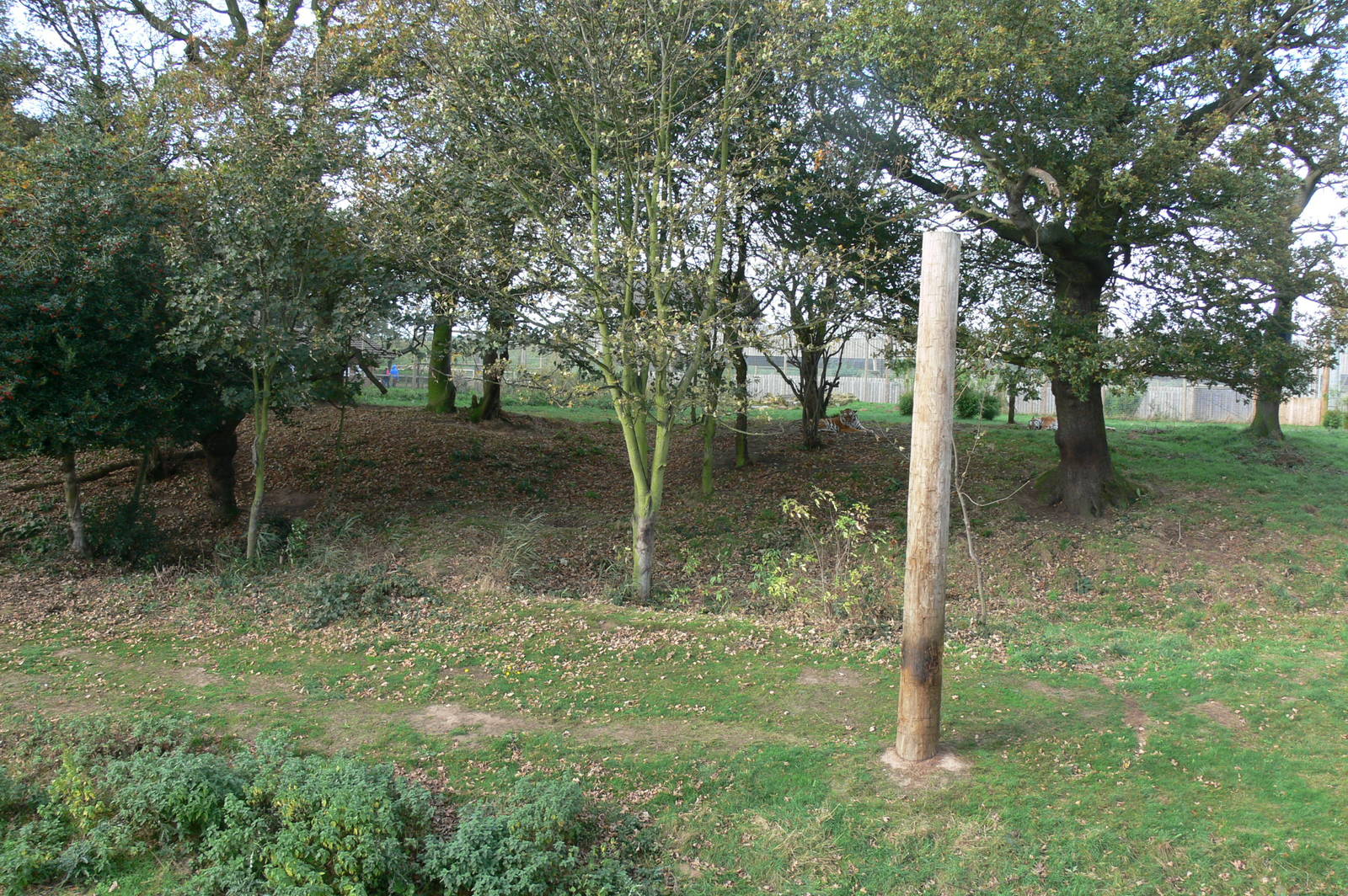 Land of the Tiger at Yorkshire WP, 28/10/14