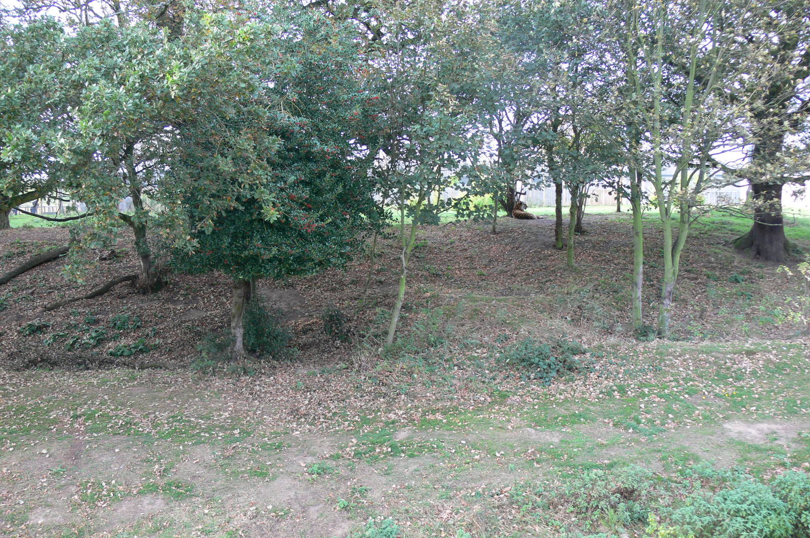 Land of the Tiger at Yorkshire WP, 28/10/14