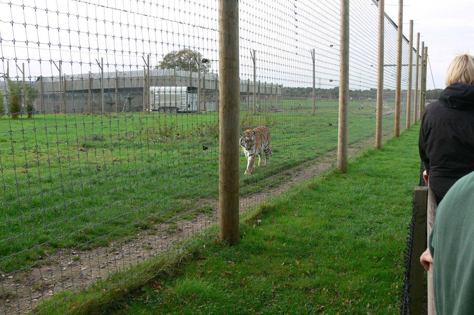 Land of the Tiger at Yorkshire WP, 28/10/14