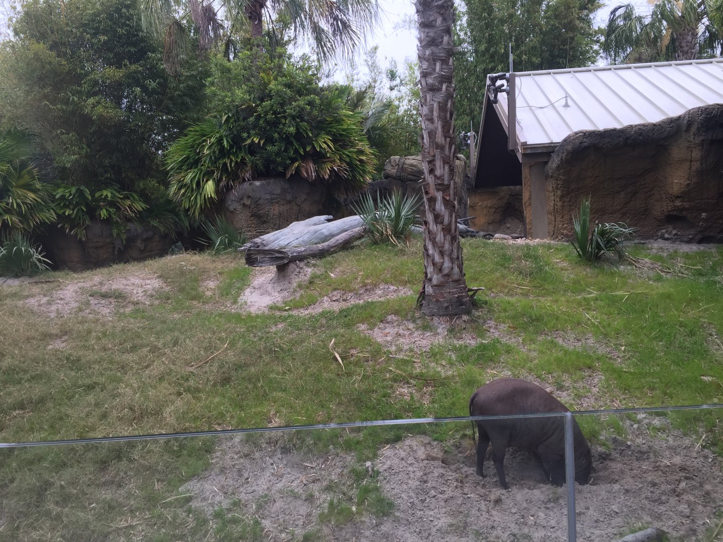 Land of the Tiger- Babirusa/Asian Small-Clawed Otter