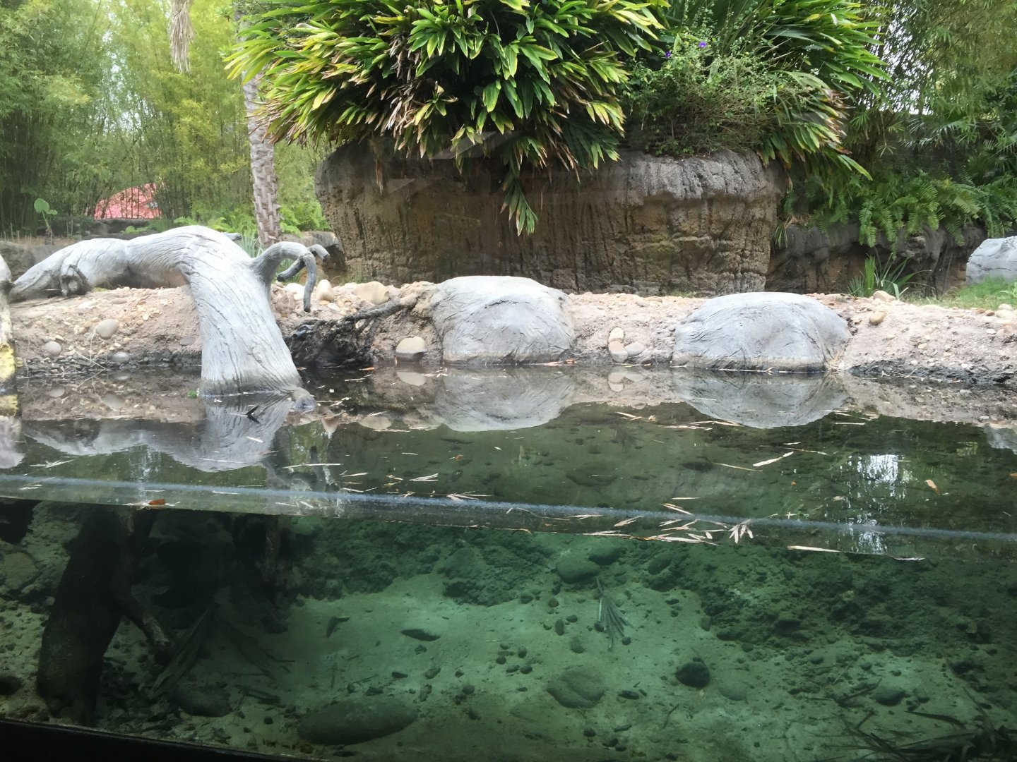 Land of the Tiger- Babirusa/Asian Small-Clawed Otter