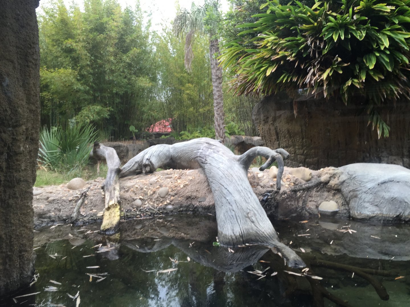 Land of the Tiger- Babirusa/Asian Small-Clawed Otter