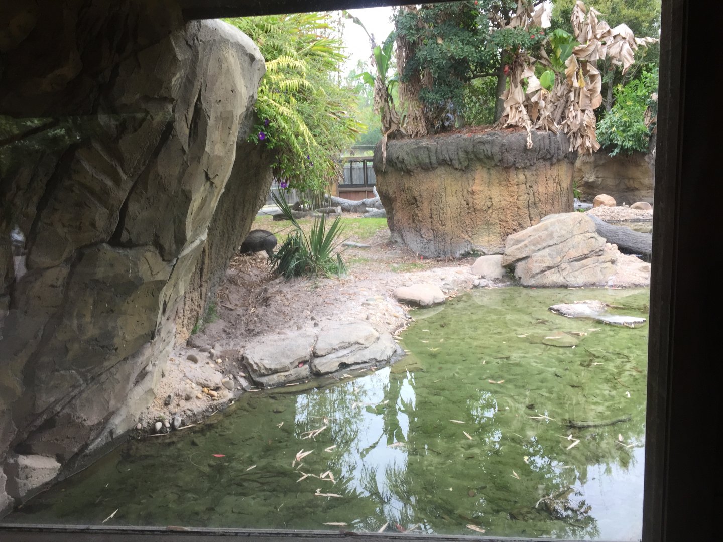 Land of the Tiger- Babirusa/Asian Small-Clawed Otter