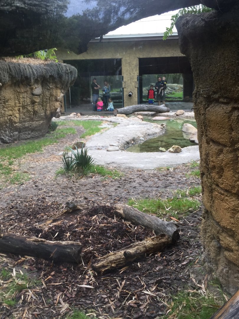 Land of the Tiger- Babirusa/Asian Small-Clawed Otter