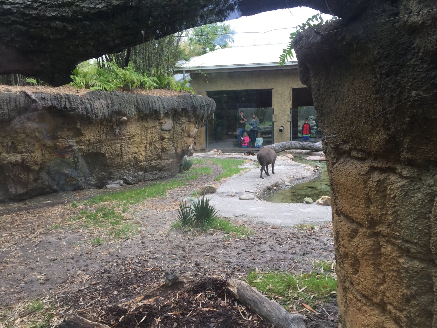 Land of the Tiger- Babirusa/Asian Small-Clawed Otter