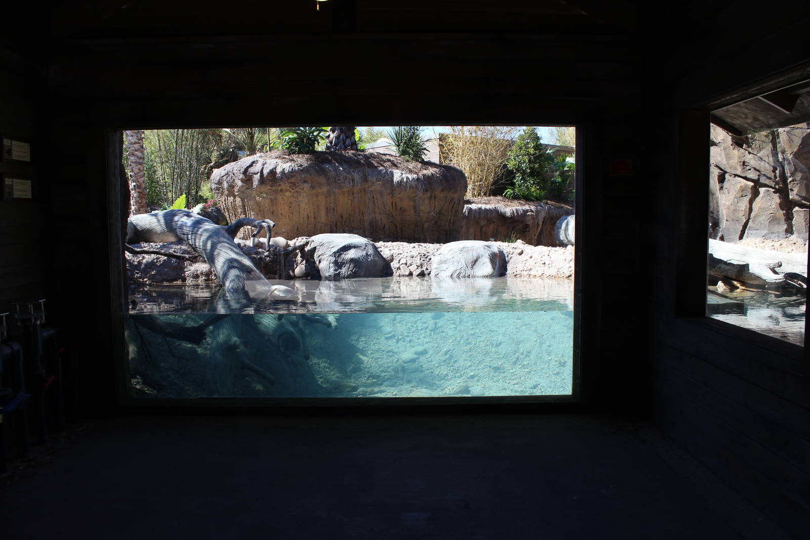Land of the Tiger - Babirusa/Asian Small Clawed Otters Underwater Viewing