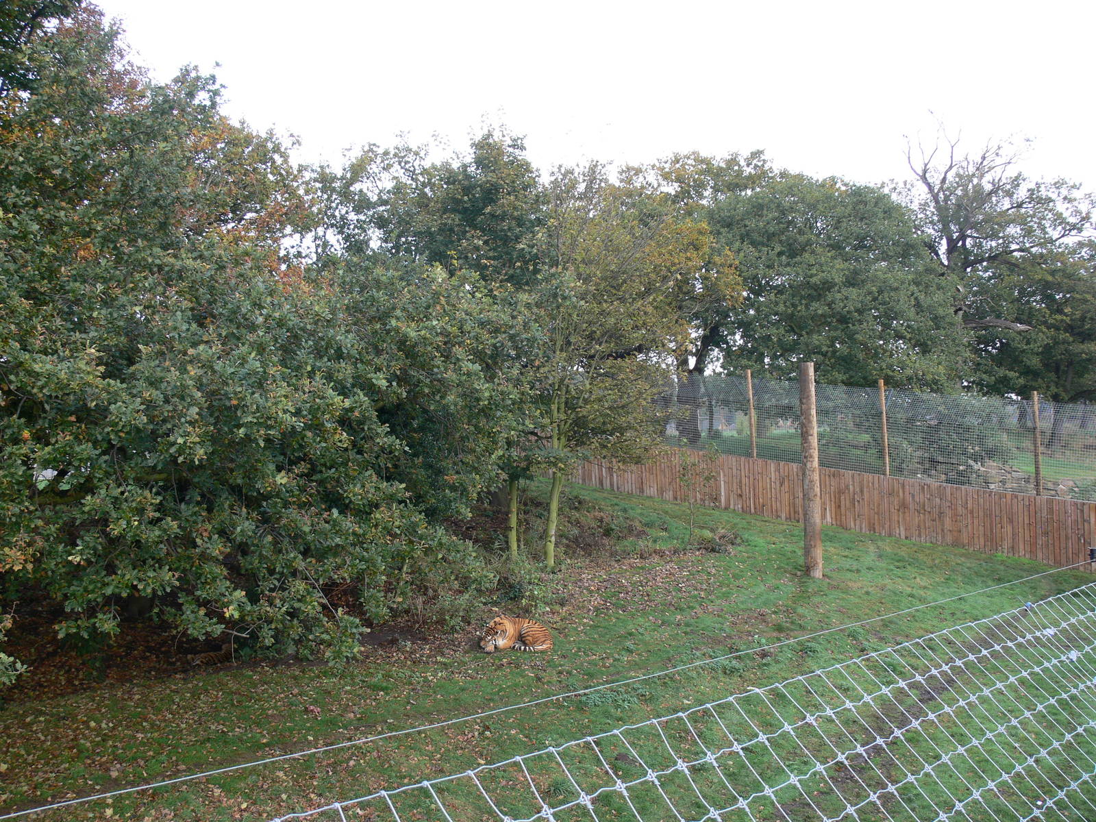 Land of the Tiger exhibit at Yorkshire WP 01/11/12