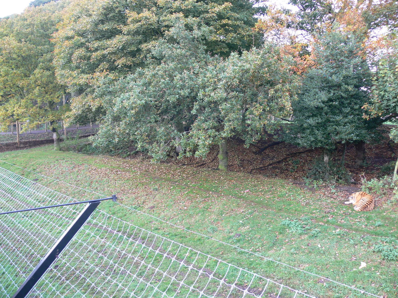 Land of the Tiger exhibit at Yorkshire WP 01/11/12
