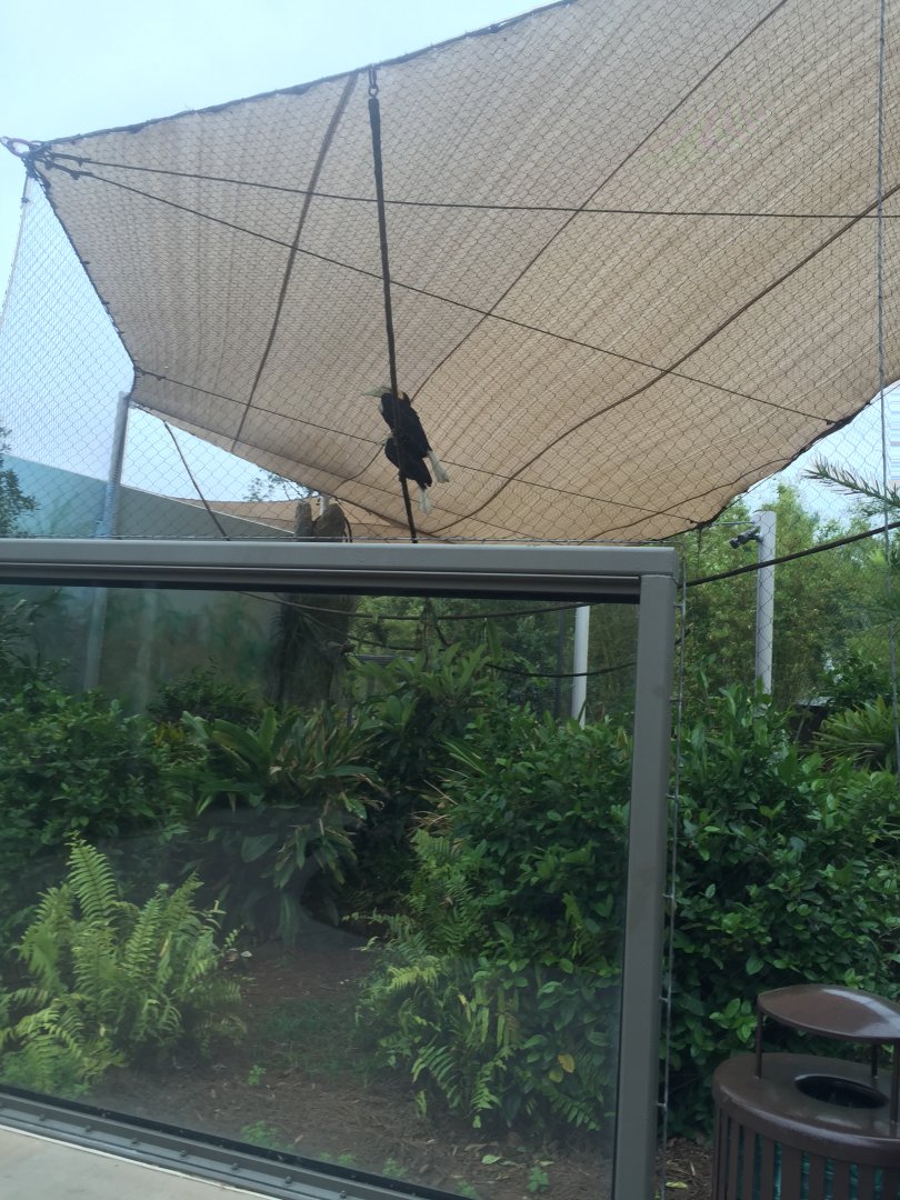 Land of the Tiger- Hornbill