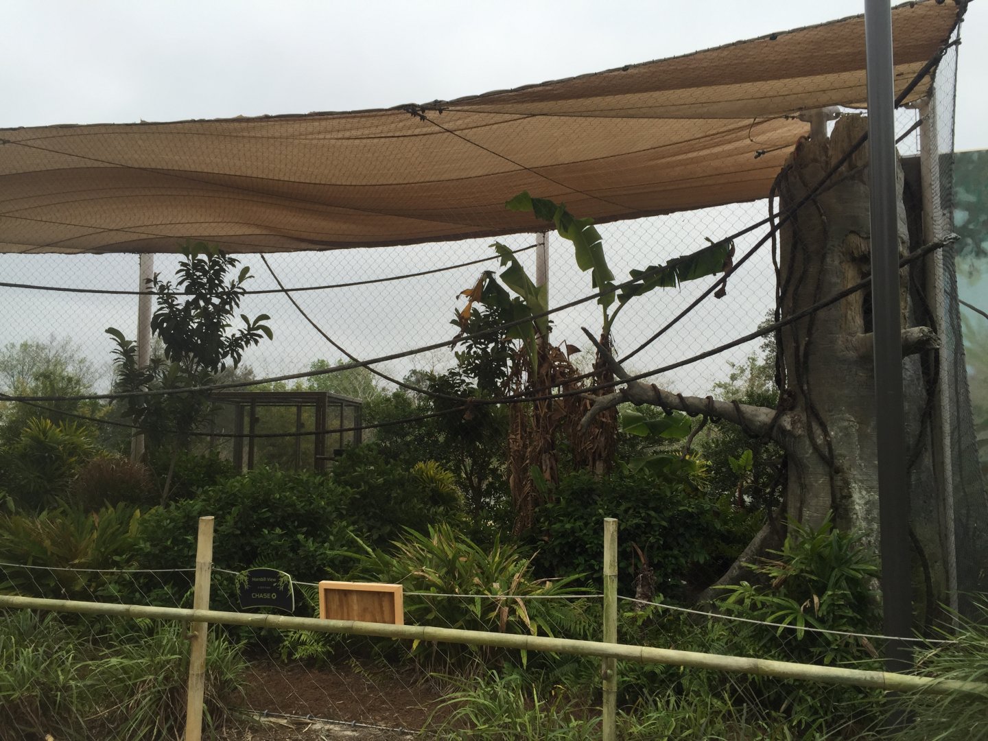 Land of the Tiger- Hornbill