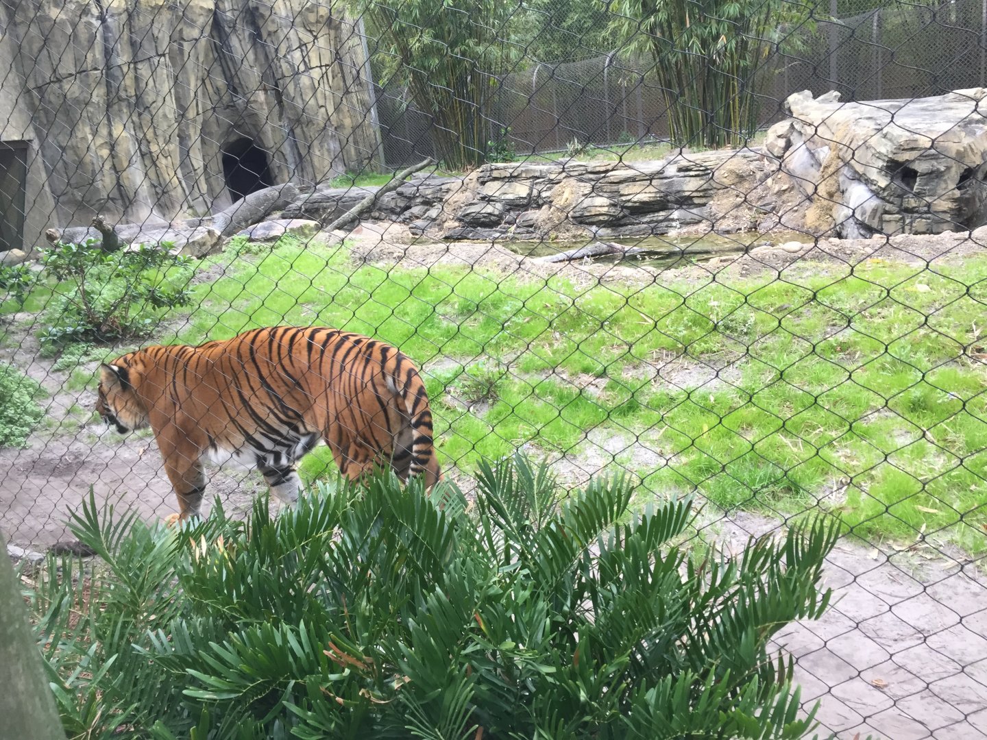 Land of the Tiger- Malayan Tiger