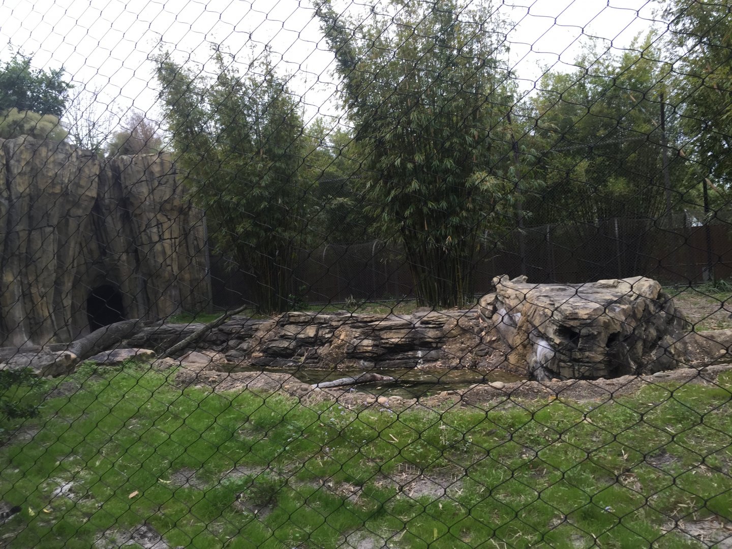 Land of the Tiger- Malayan Tiger