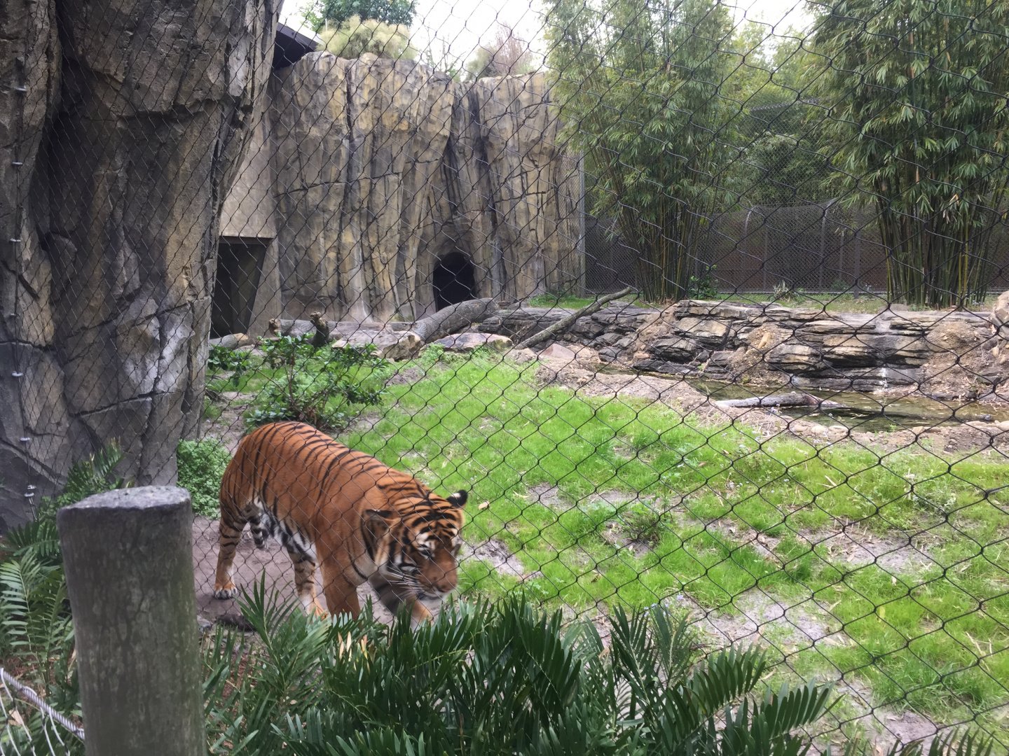 Land of the Tiger- Malayan Tiger