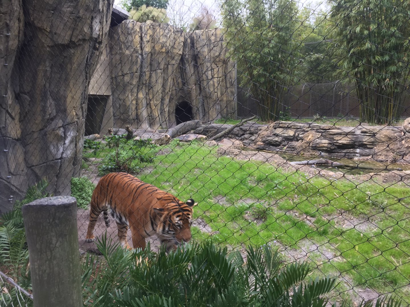 Land of the Tiger- Malayan Tiger