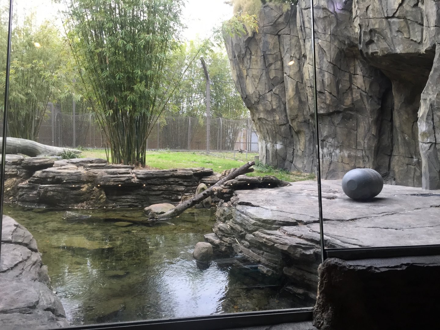 Land of the Tiger- Malayan Tiger