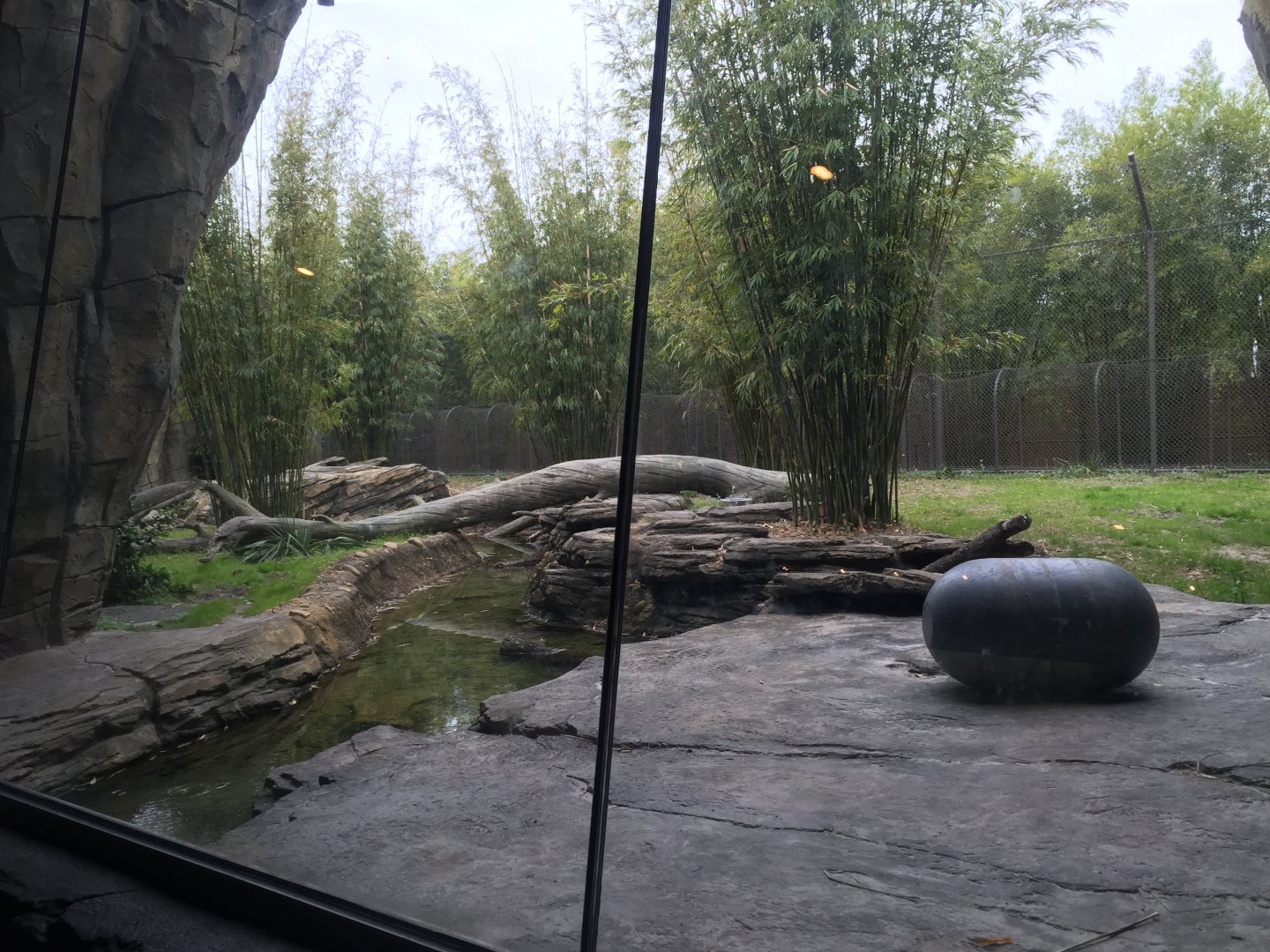 Land of the Tiger- Malayan Tiger