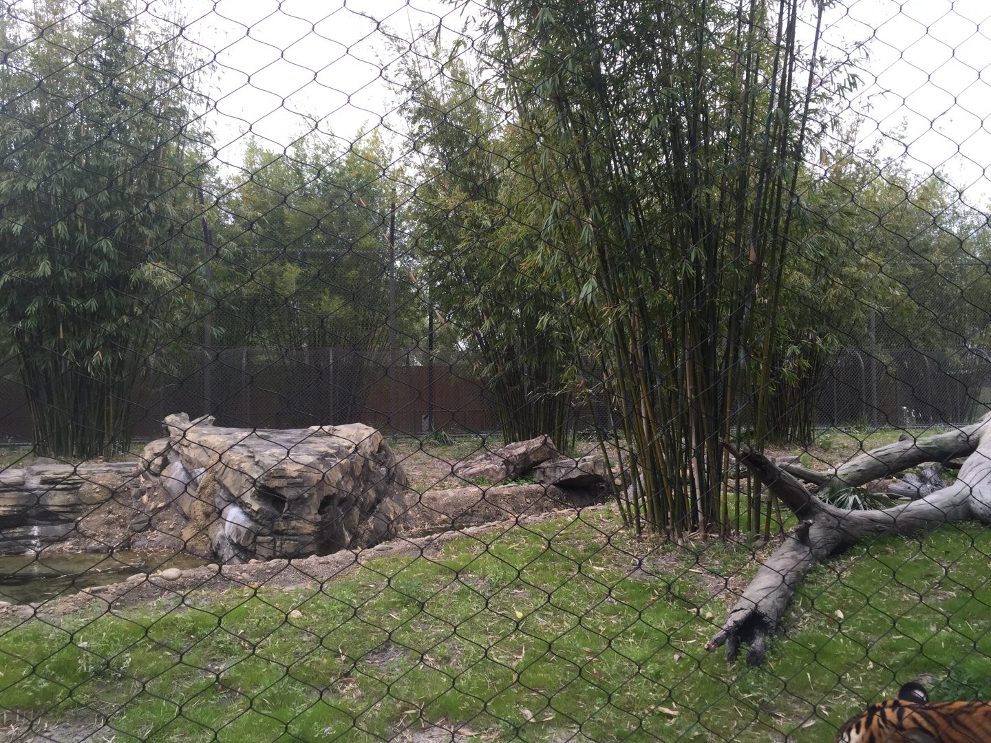 Land of the Tiger- Malayan Tiger