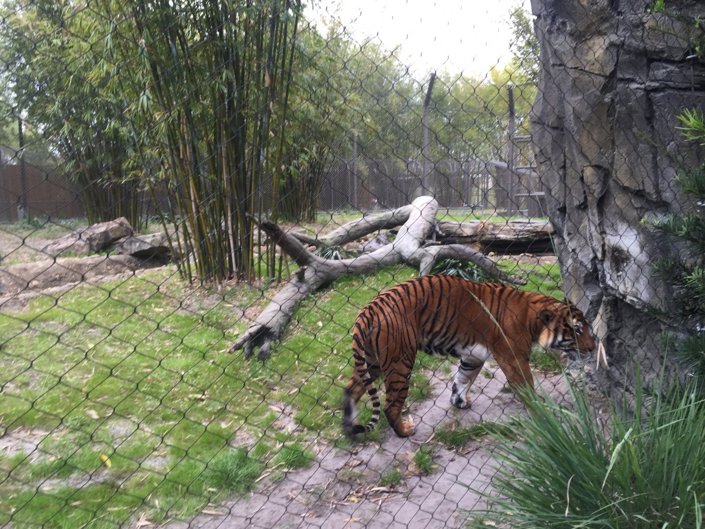 Land of the Tiger- Malayan Tiger