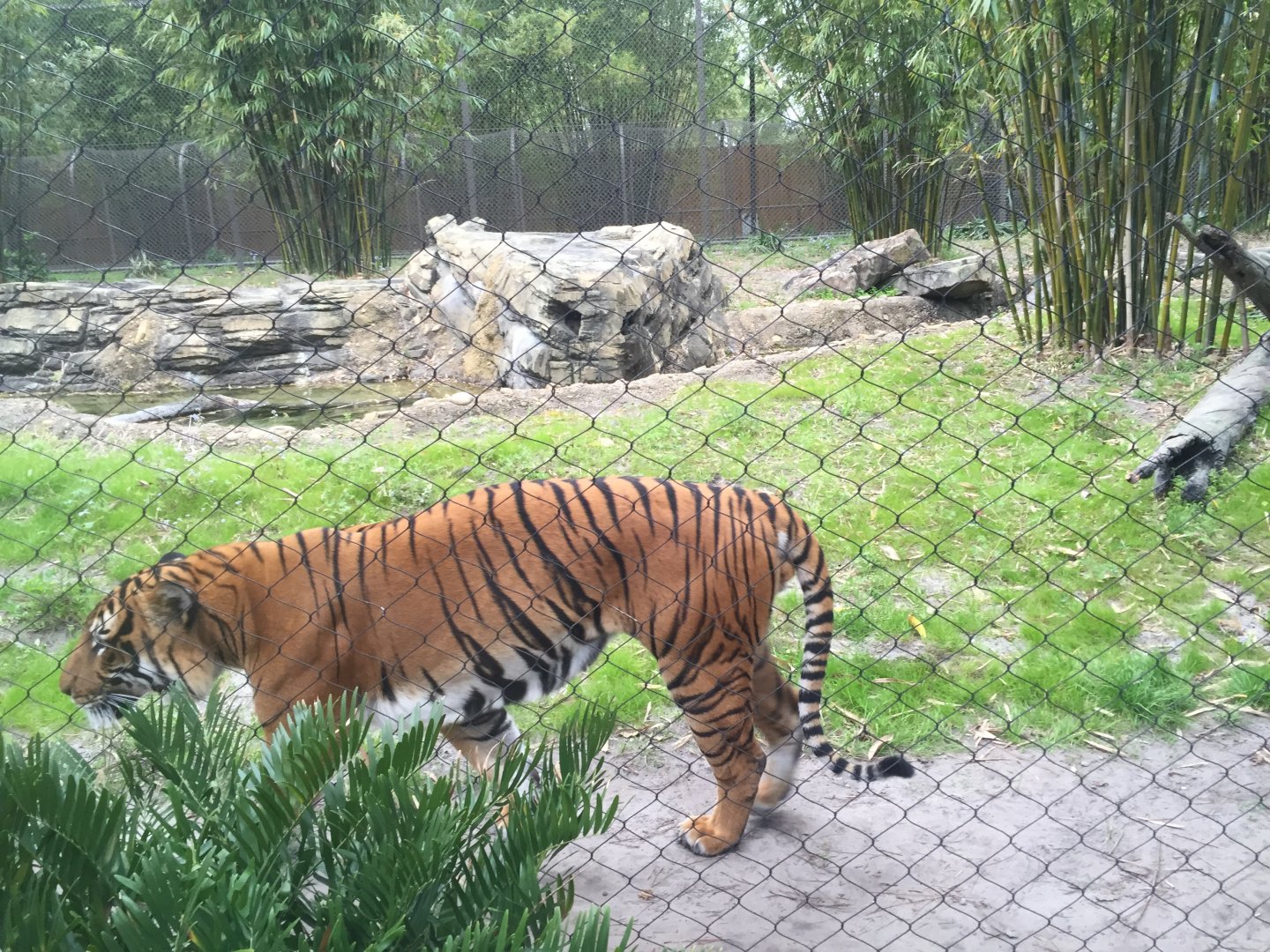 Land of the Tiger- Malayan Tiger
