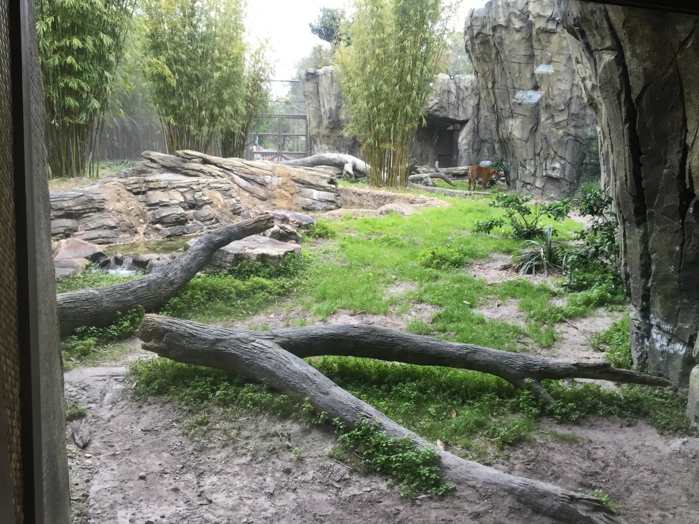 Land of the Tiger- Malayan Tiger