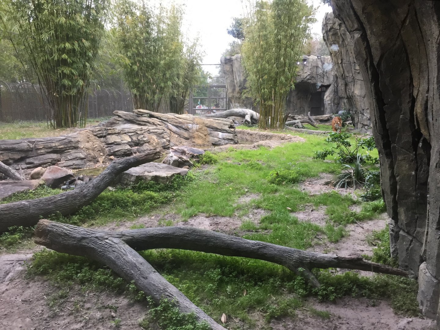 Land of the Tiger- Malayan Tiger