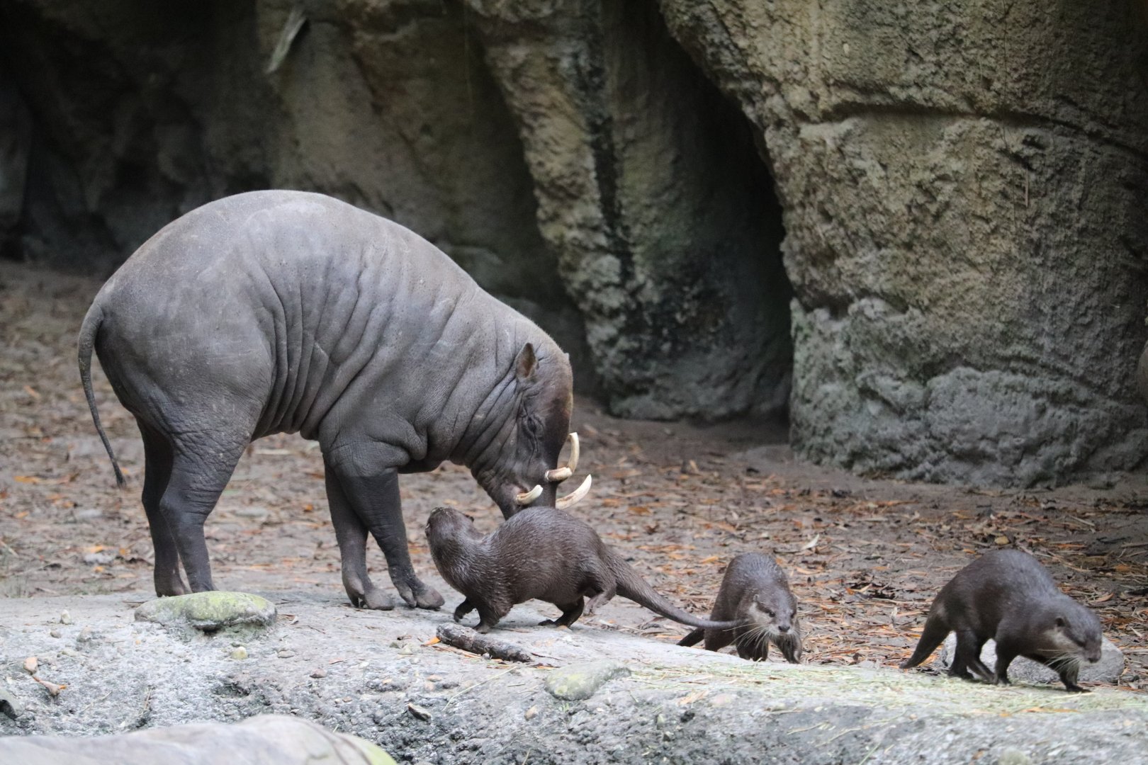 Land of the Tiger - North Sulawesi Babirusa - Asian Small-Clawed Otter