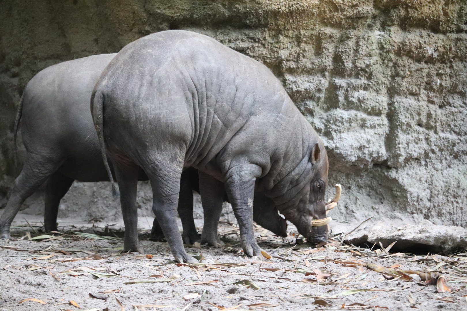 Land of the Tiger - North Sulawesi Babirusa
