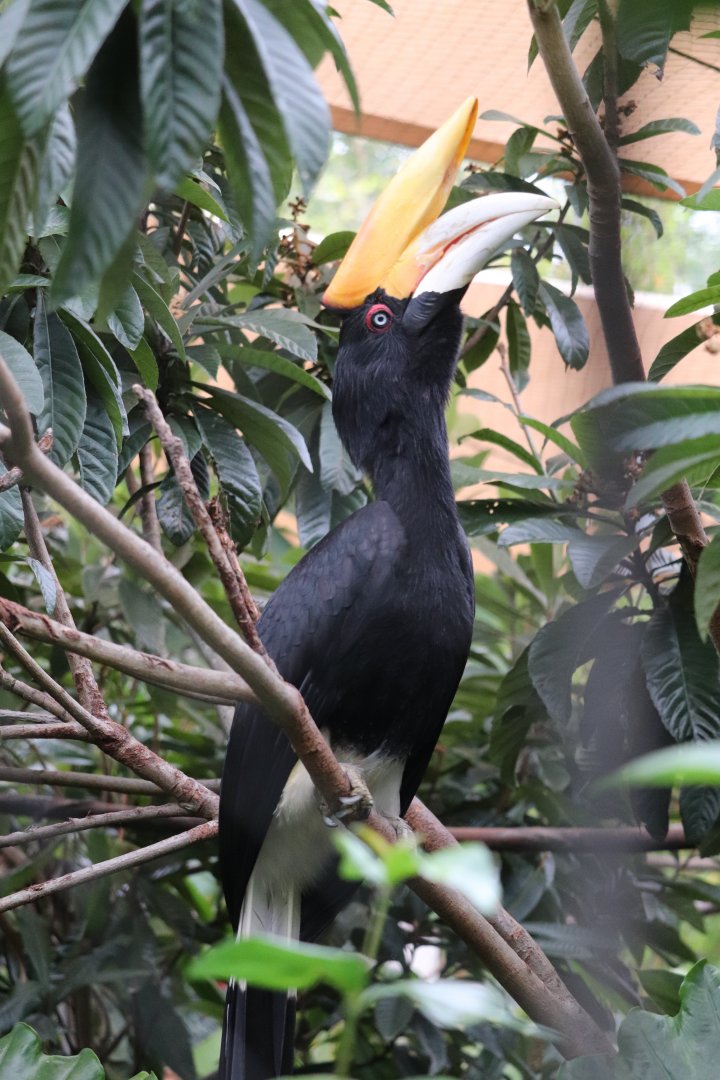 Land of the Tiger - Rhinoceros Hornbill