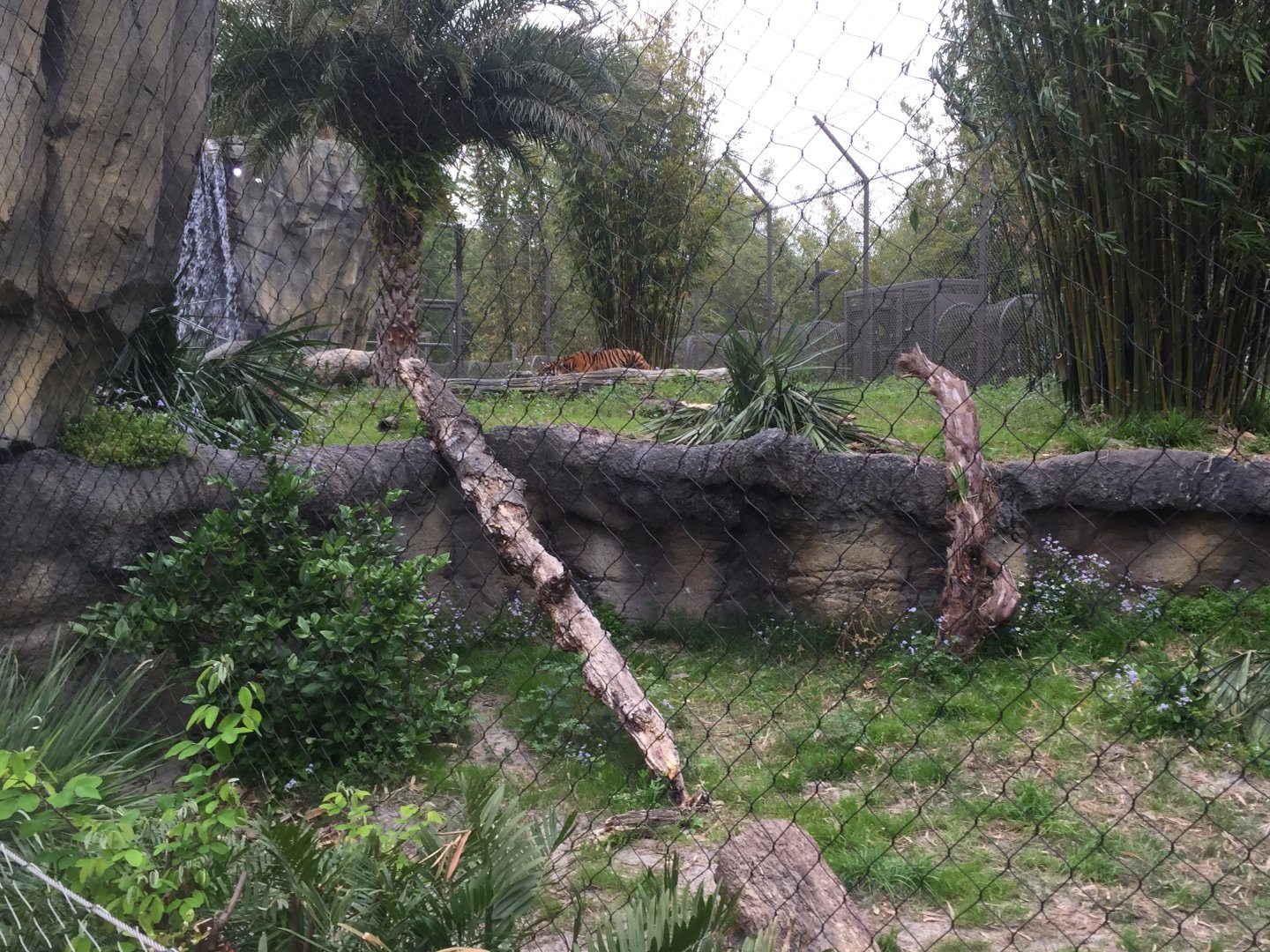 Land of the Tiger- Sumatran Tiger