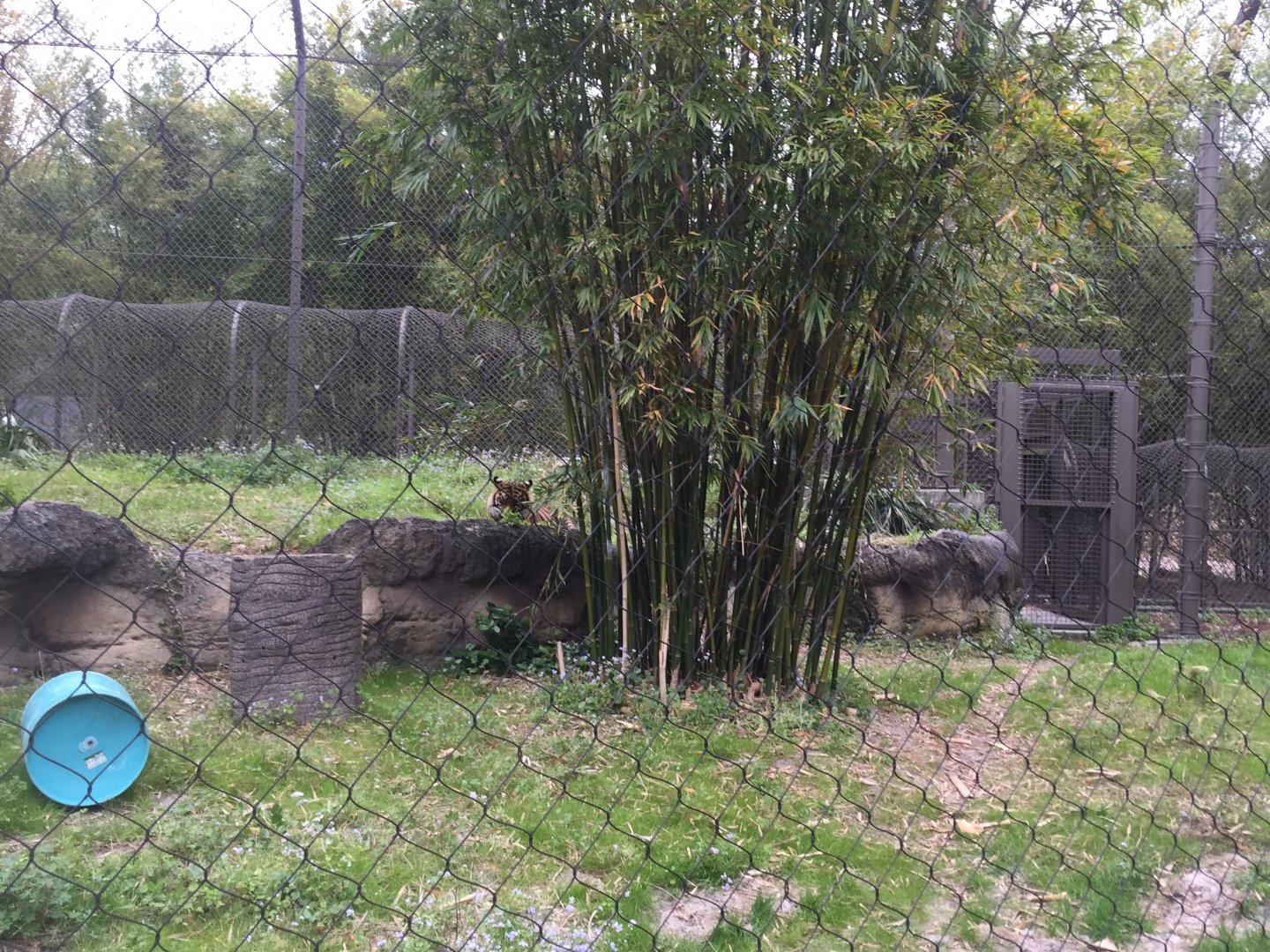 Land of the Tiger- Sumatran Tiger
