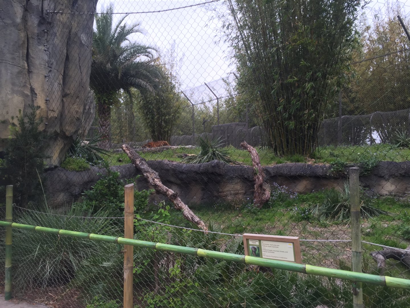 Land of the Tiger- Sumatran Tiger