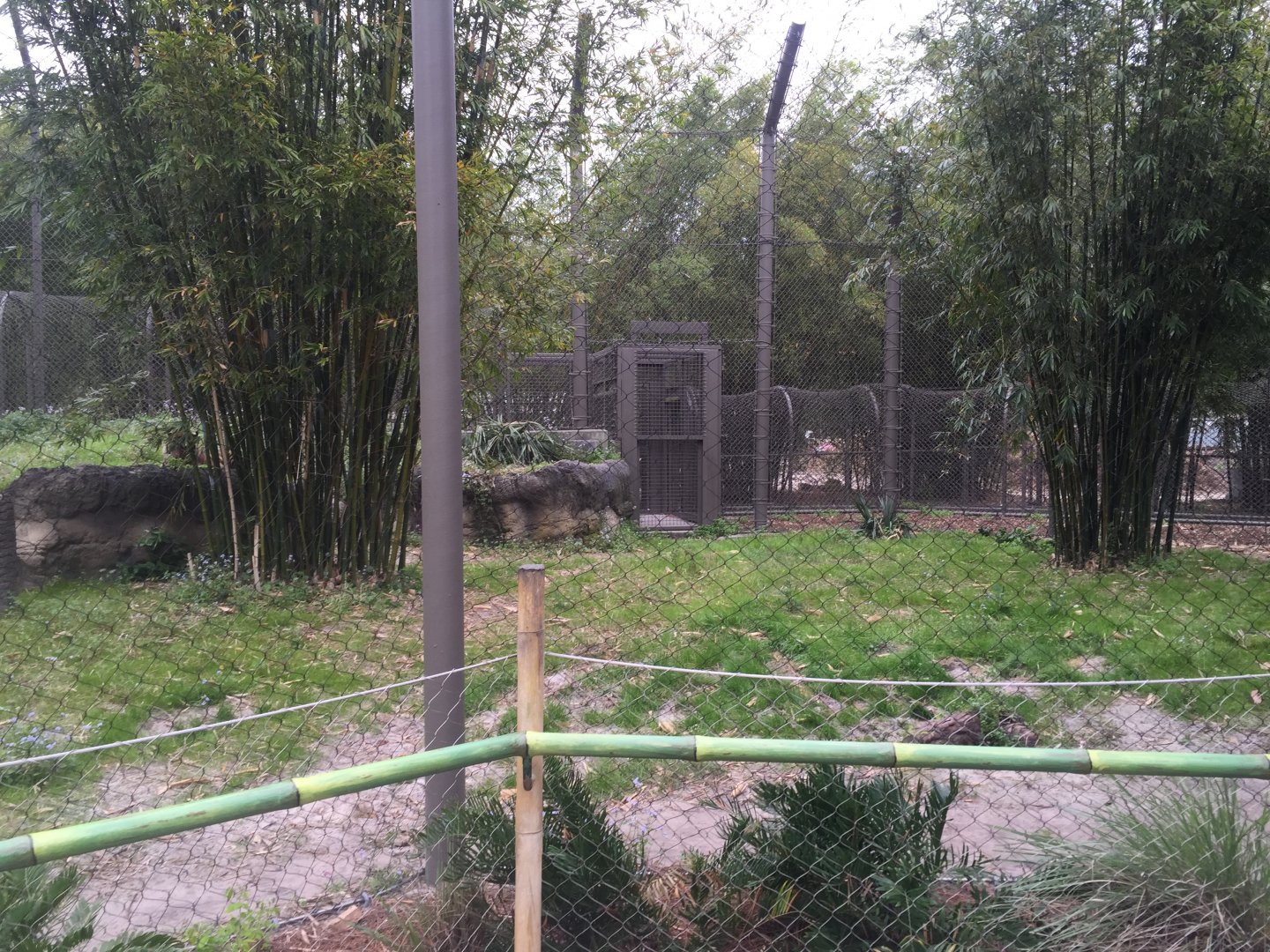 Land of the Tiger- Sumatran Tiger