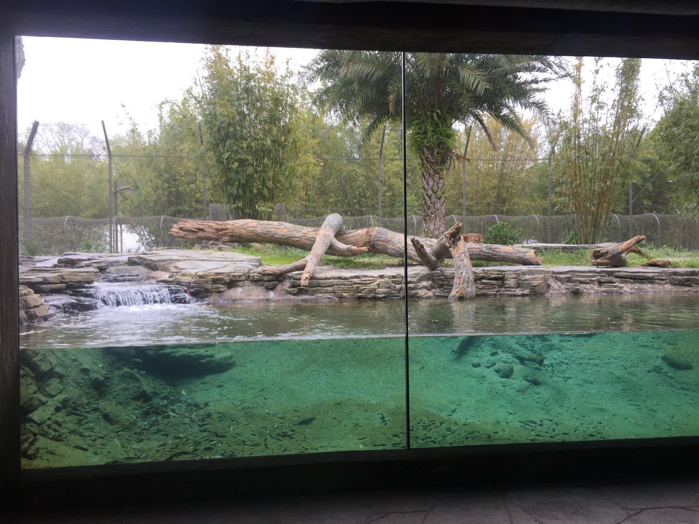 Land of the Tiger- Sumatran Tiger