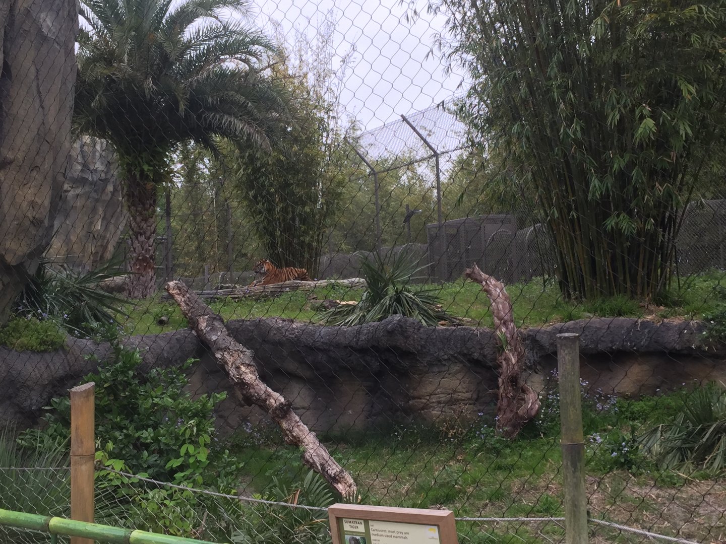 Land of the Tiger- Sumatran Tiger