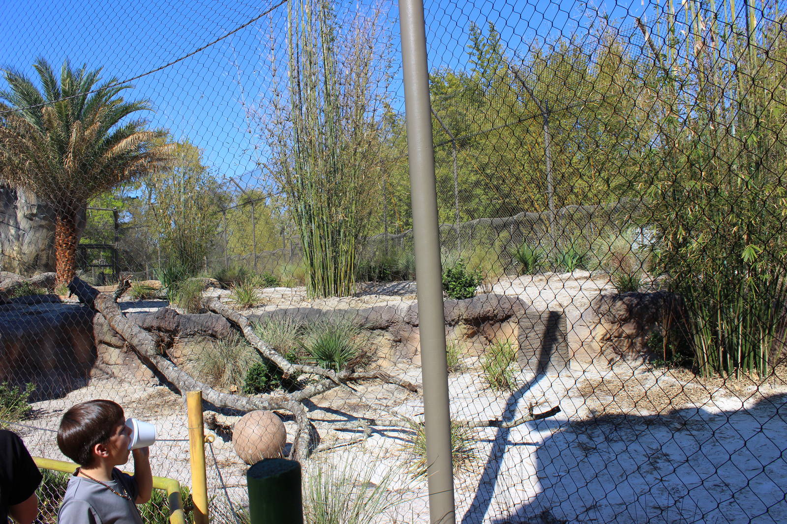 Land of the Tiger - Tiger Exhibit #1