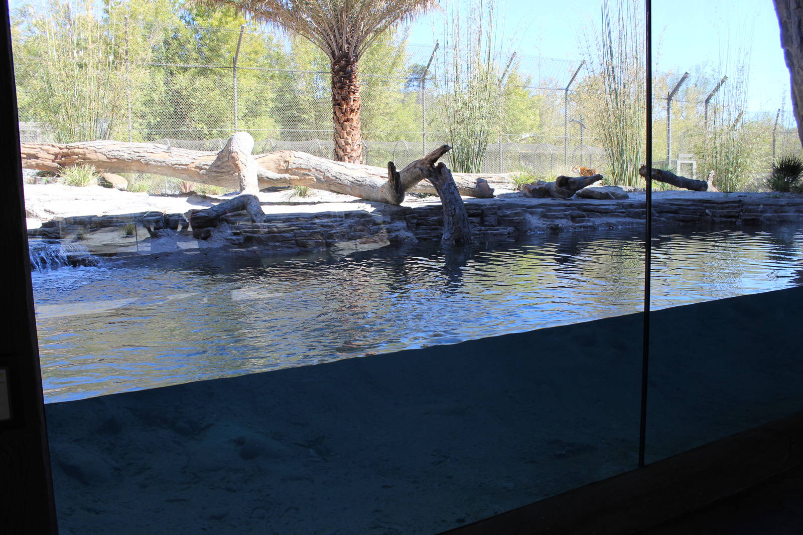 Land of the Tiger - Tiger Exhibit #1