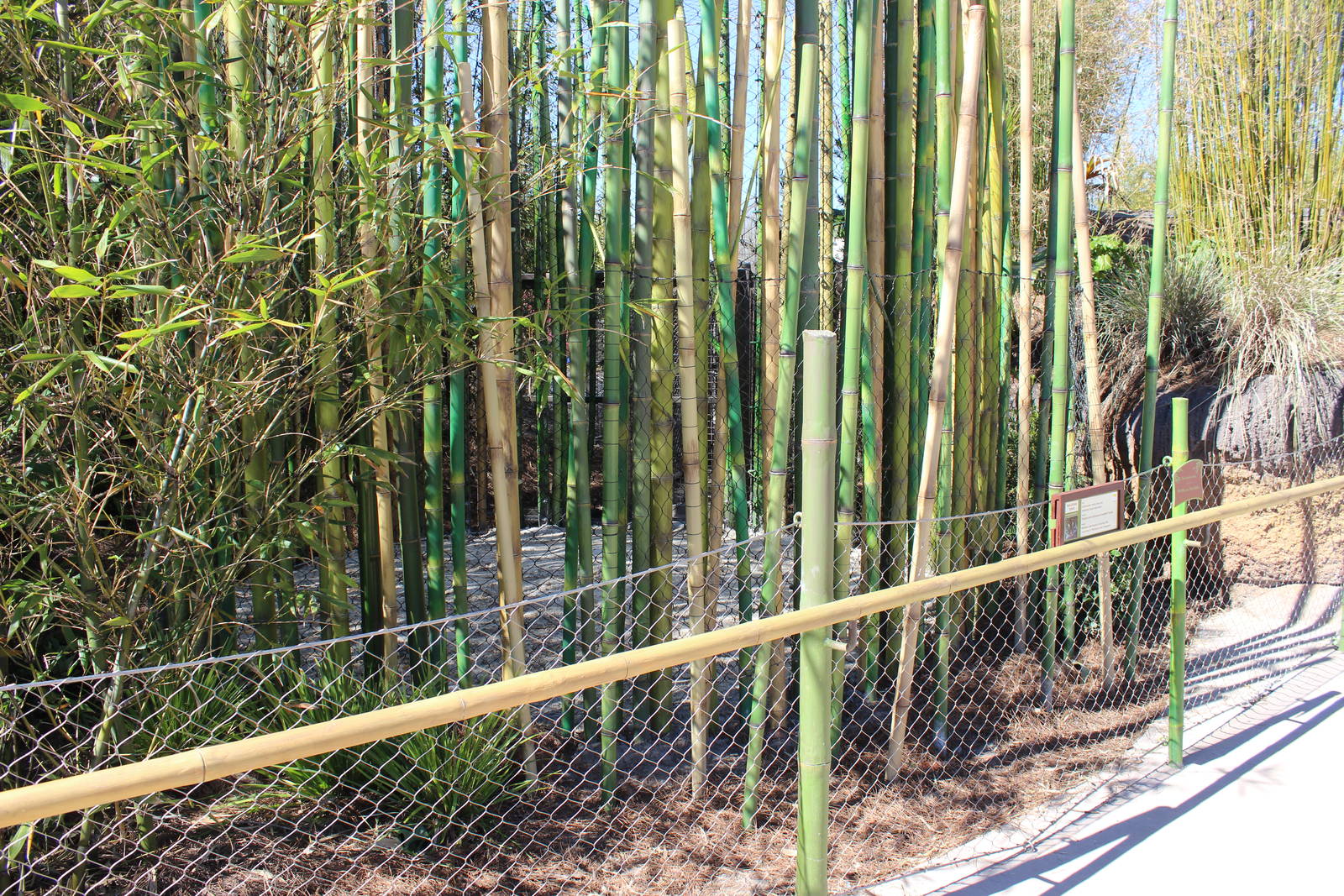 Land of the Tiger - Tiger Trails - Bamboo End of the Trail