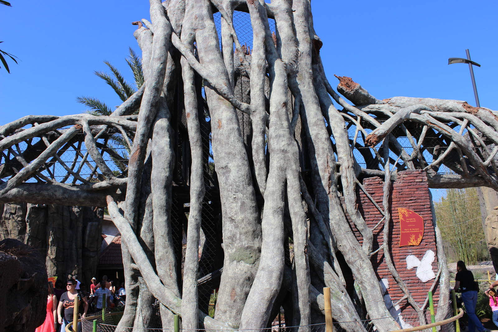 Land of the Tiger - Tiger Trails - Fig Tree