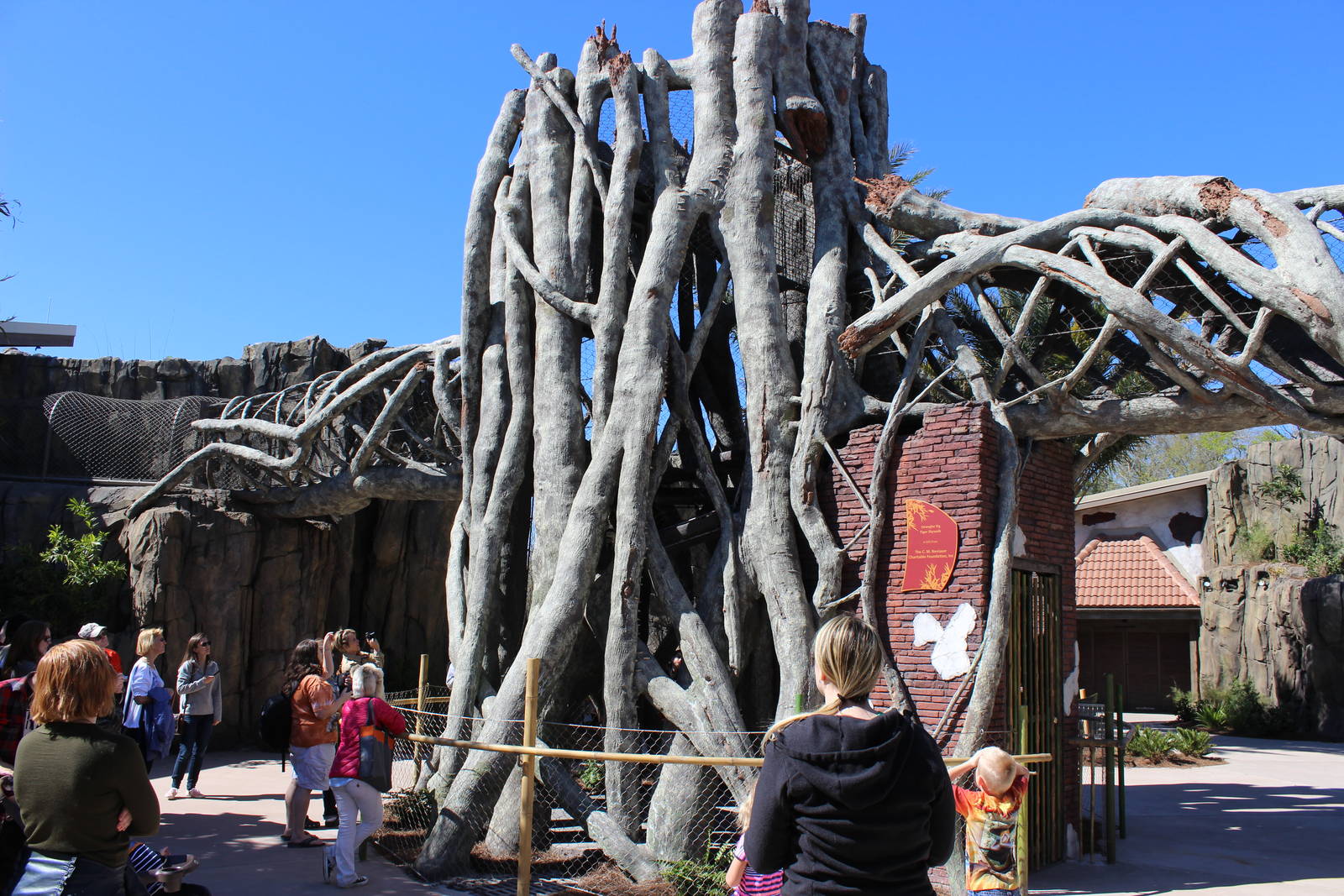 Land of the Tiger - Tiger Trails - Fig Tree