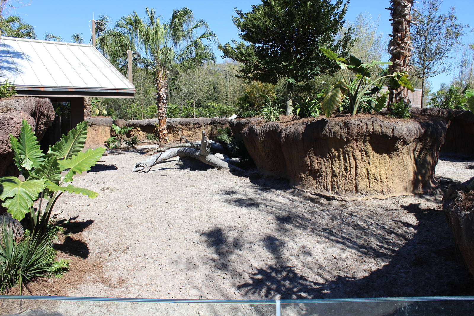 Land of the Tiger - Visayan Warty Pig Exhibit