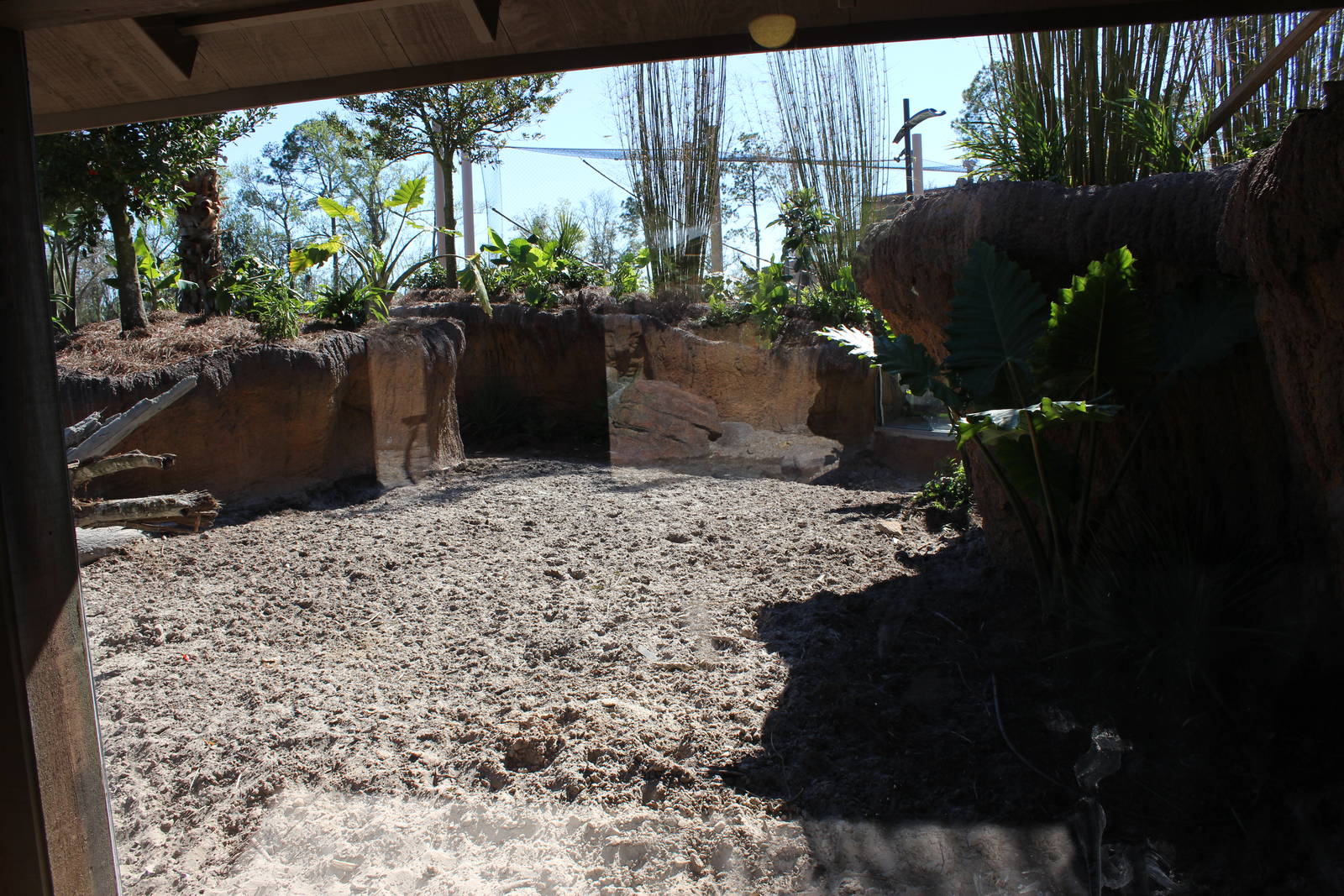 Land of the Tiger - Visayan Warty Pig Exhibit