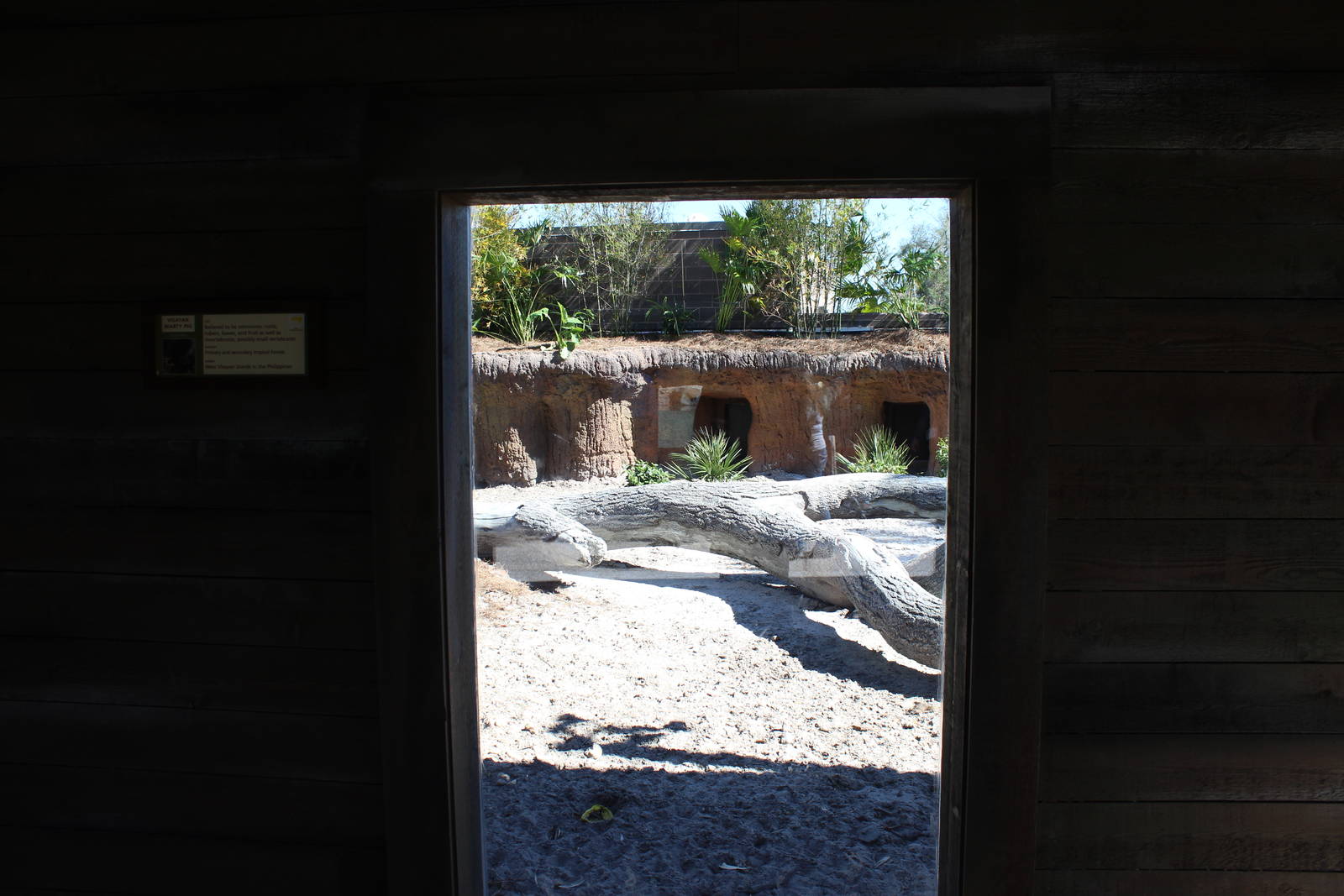 Land of the Tiger - Visayan Warty Pig Exhibit