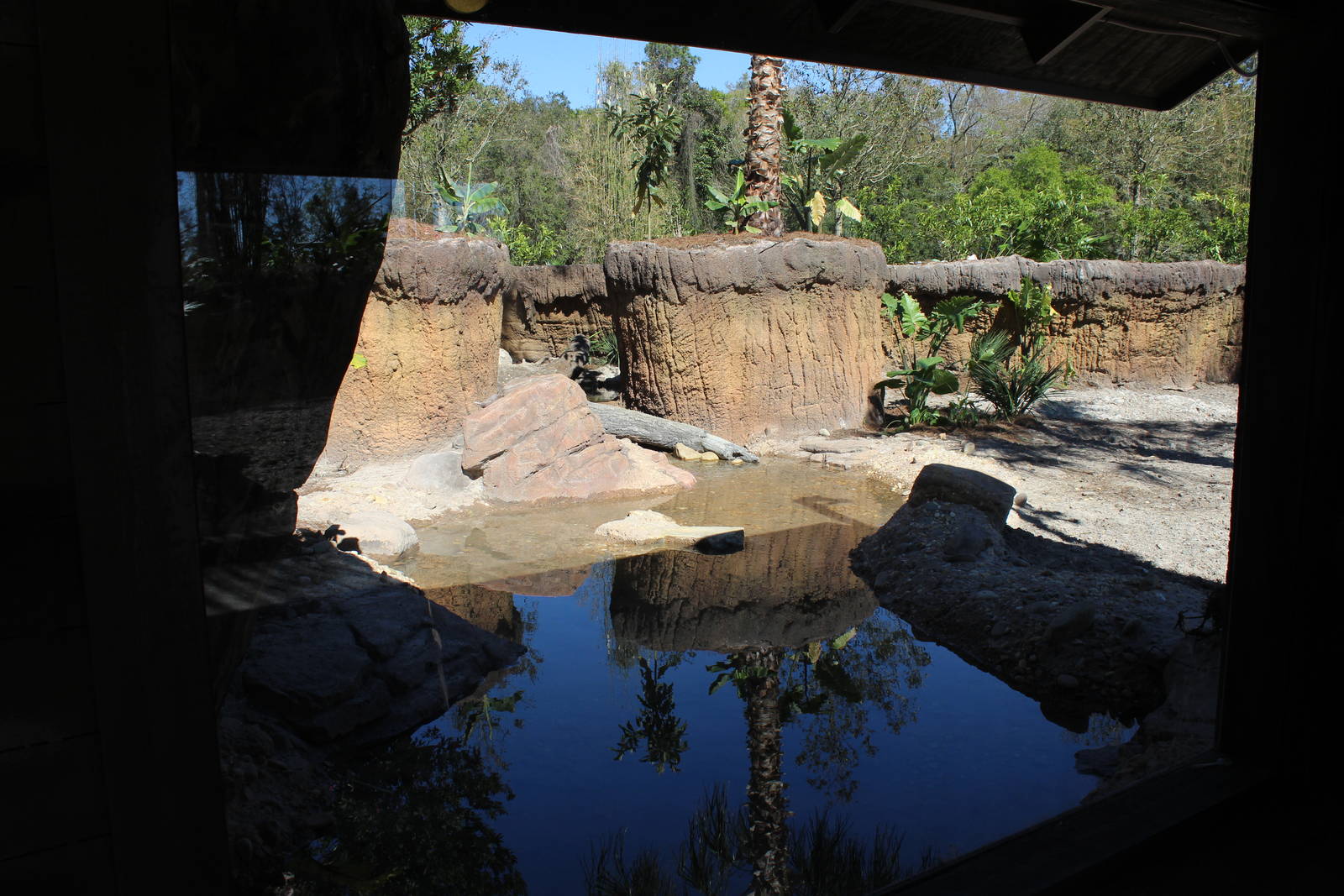 Land of the Tiger - Visayan Warty Pig Exhibit
