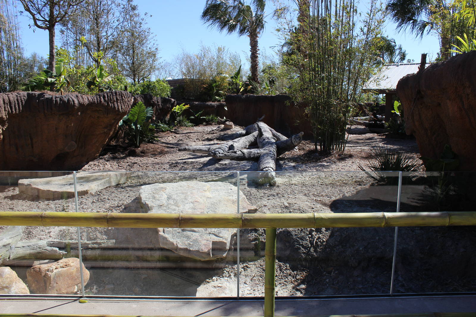 Land of the Tiger - Visayan Warty Pig Exhibit