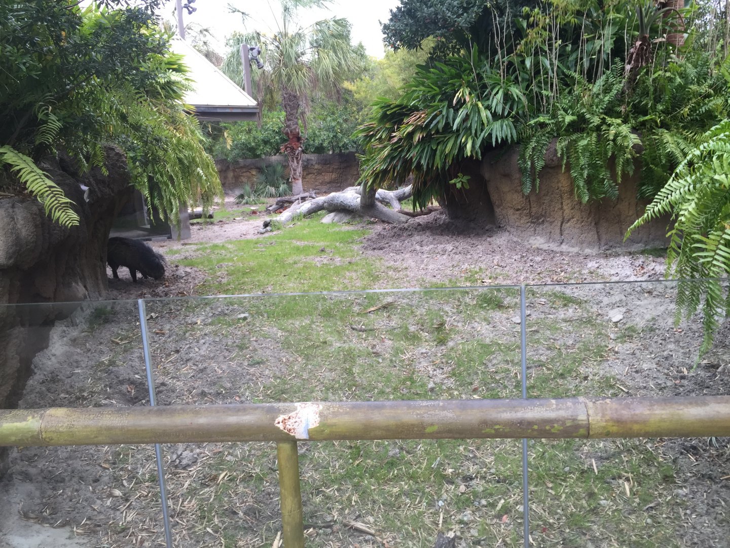 Land of the Tiger- Visayan Warty Pig