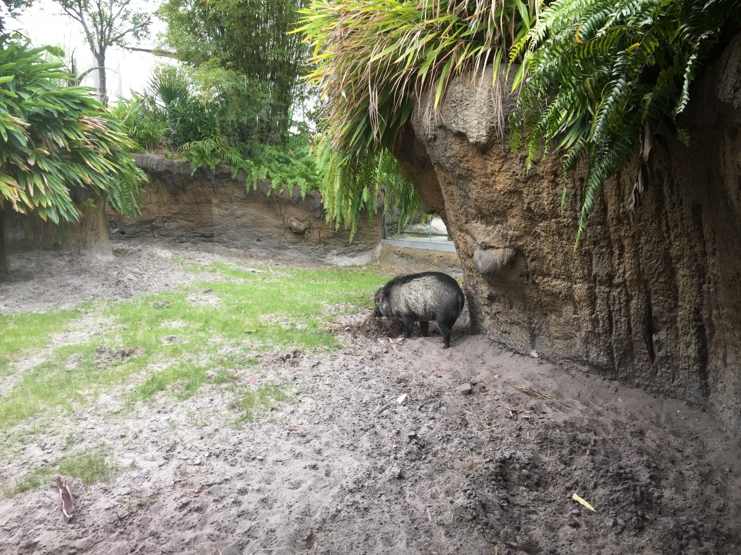 Land of the Tiger- Visayan Warty Pig