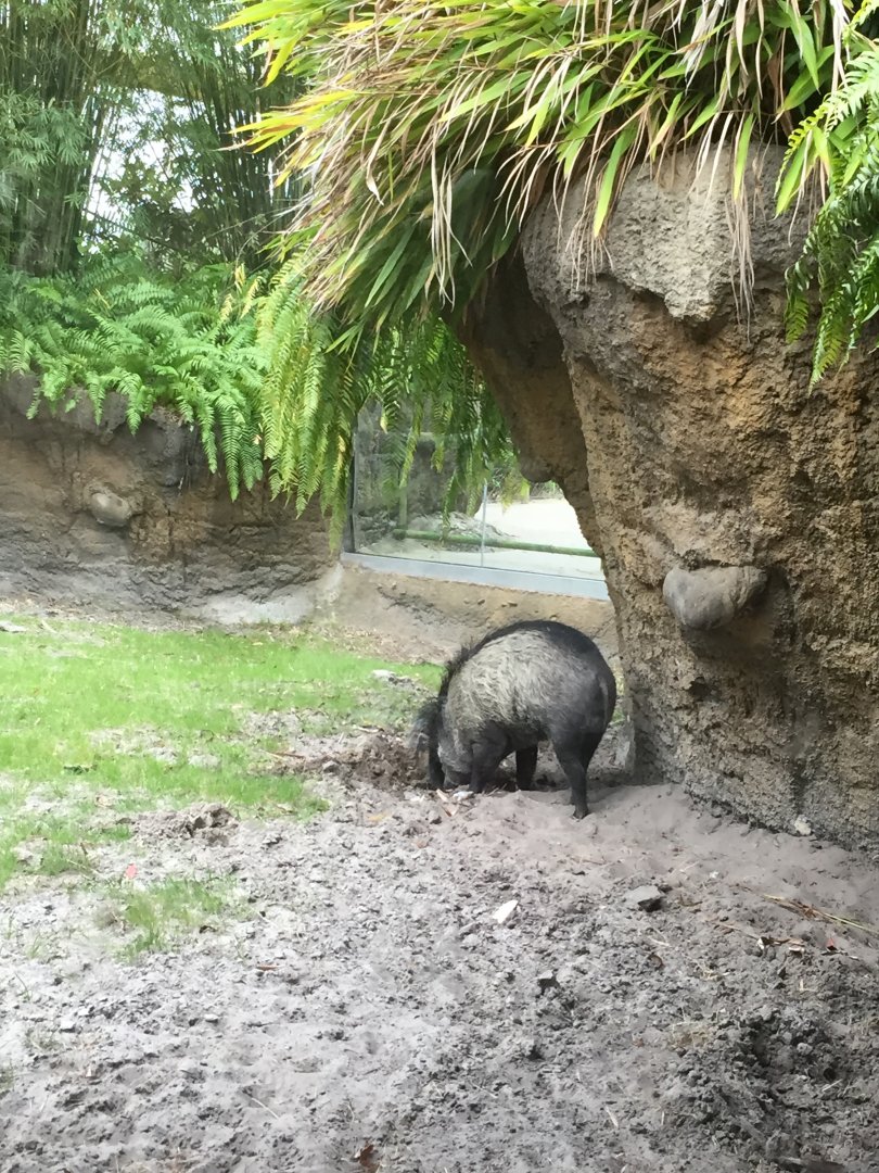 Land of the Tiger- Visayan Warty Pig