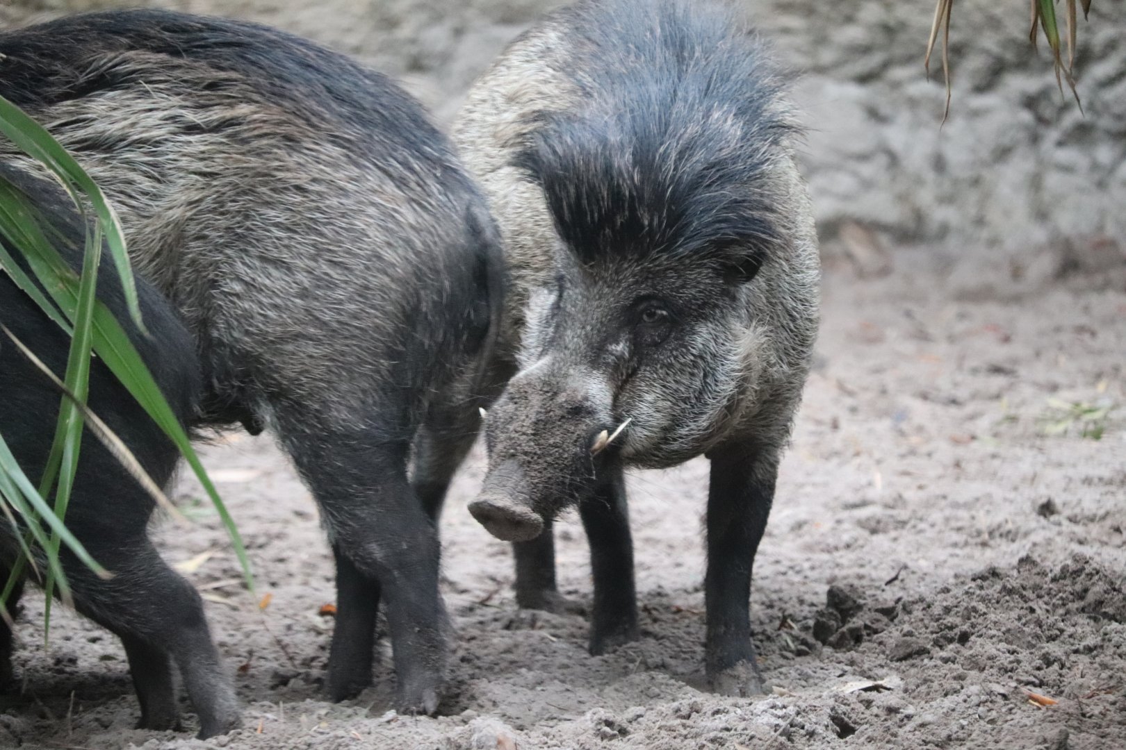 Land of the Tiger - Visayan Warty Pig